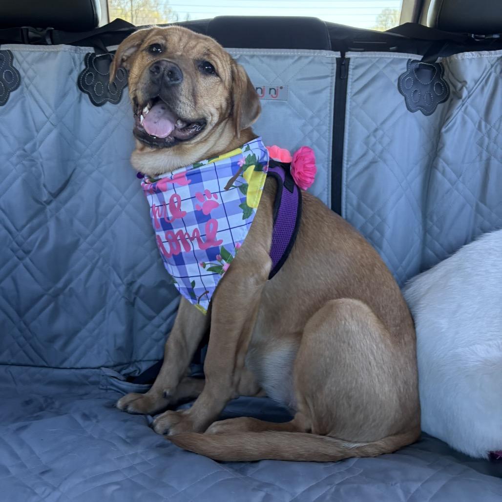 Enlarge Pumpkin, a Adoptable mixed breed in Crystal, MN image 2/6