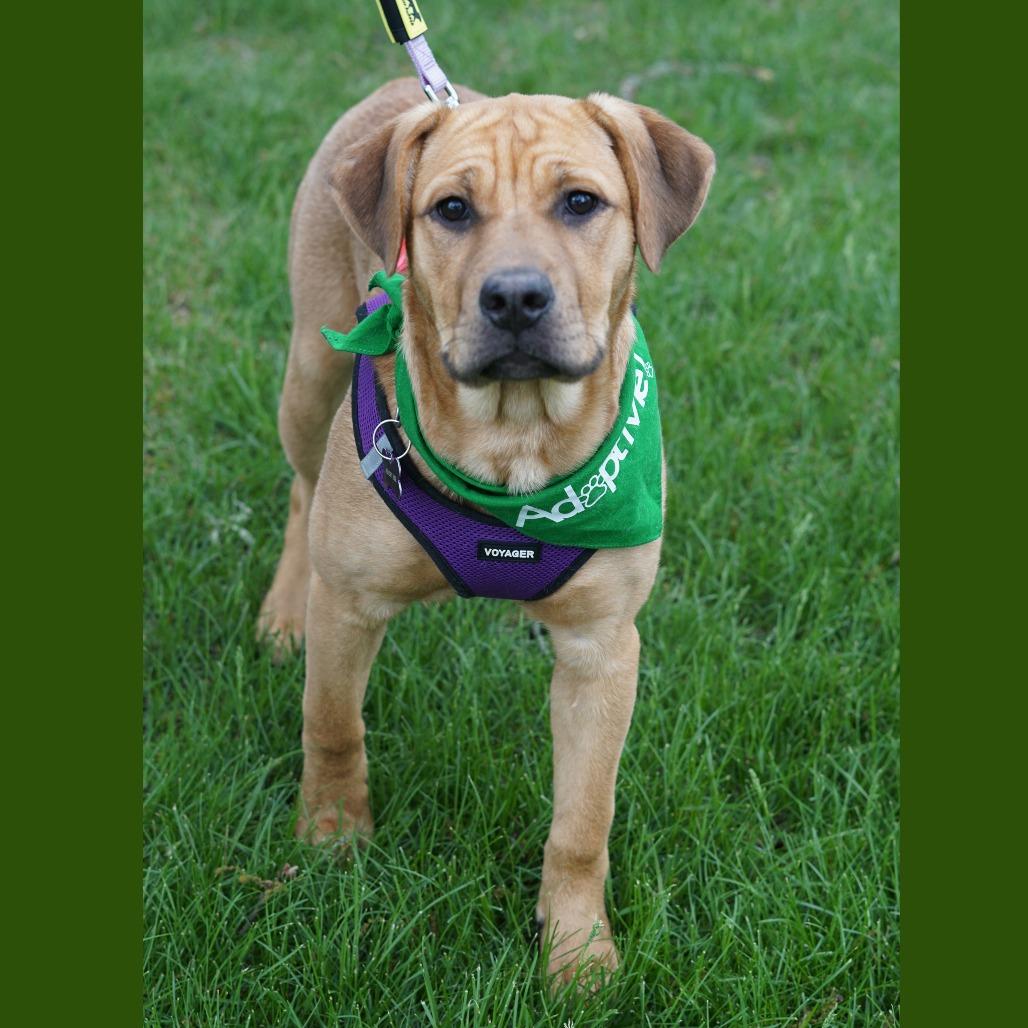 Enlarge Pumpkin, a Adoptable mixed breed in Crystal, MN image 3/6