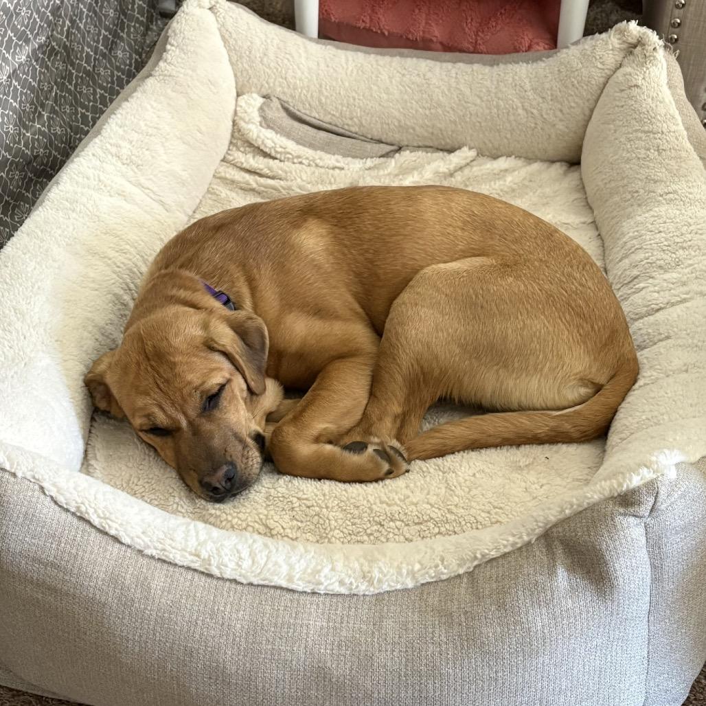 Enlarge Pumpkin, a Adoptable mixed breed in Crystal, MN image 4/6