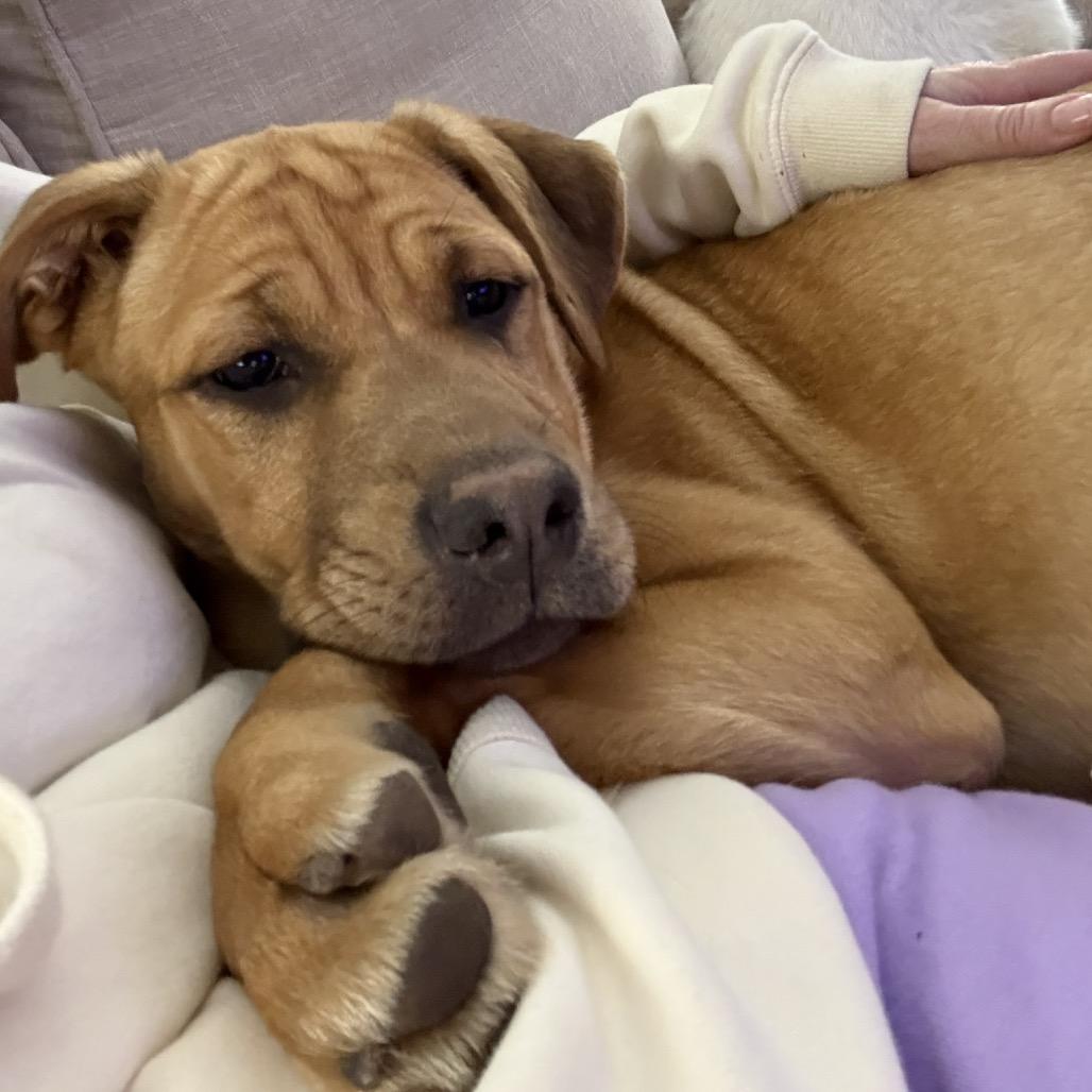 Enlarge Pumpkin, a Adoptable mixed breed in Crystal, MN image 5/6