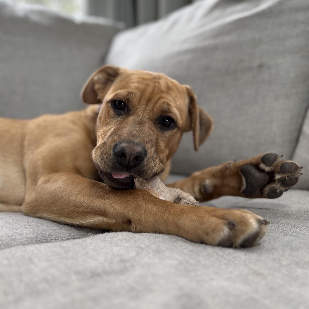 Enlarge Pumpkin, a Adoptable mixed breed in Crystal, MN image 6/6