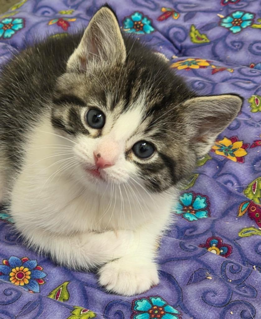 Enlarge Sissy Scuttlebutt, a Adoptable mixed breed in Gold Beach, OR image 1/3