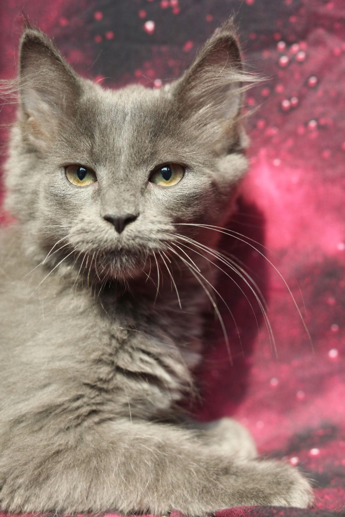 Enlarge Nappo, a Adopted Domestic Medium Hair in New Prague, MN image 1/2