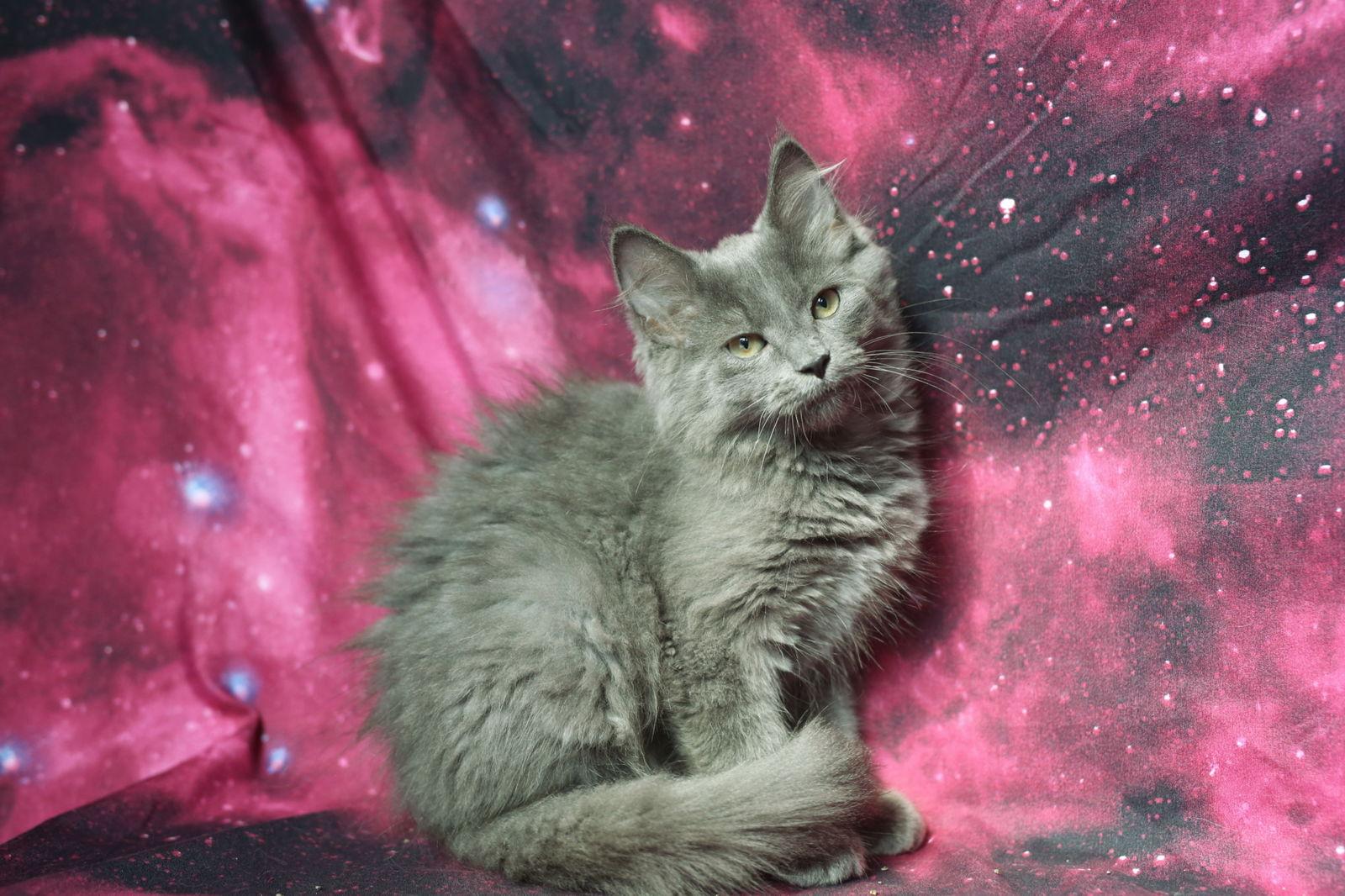 Enlarge Nappo, a Adopted Domestic Medium Hair in New Prague, MN image 2/2