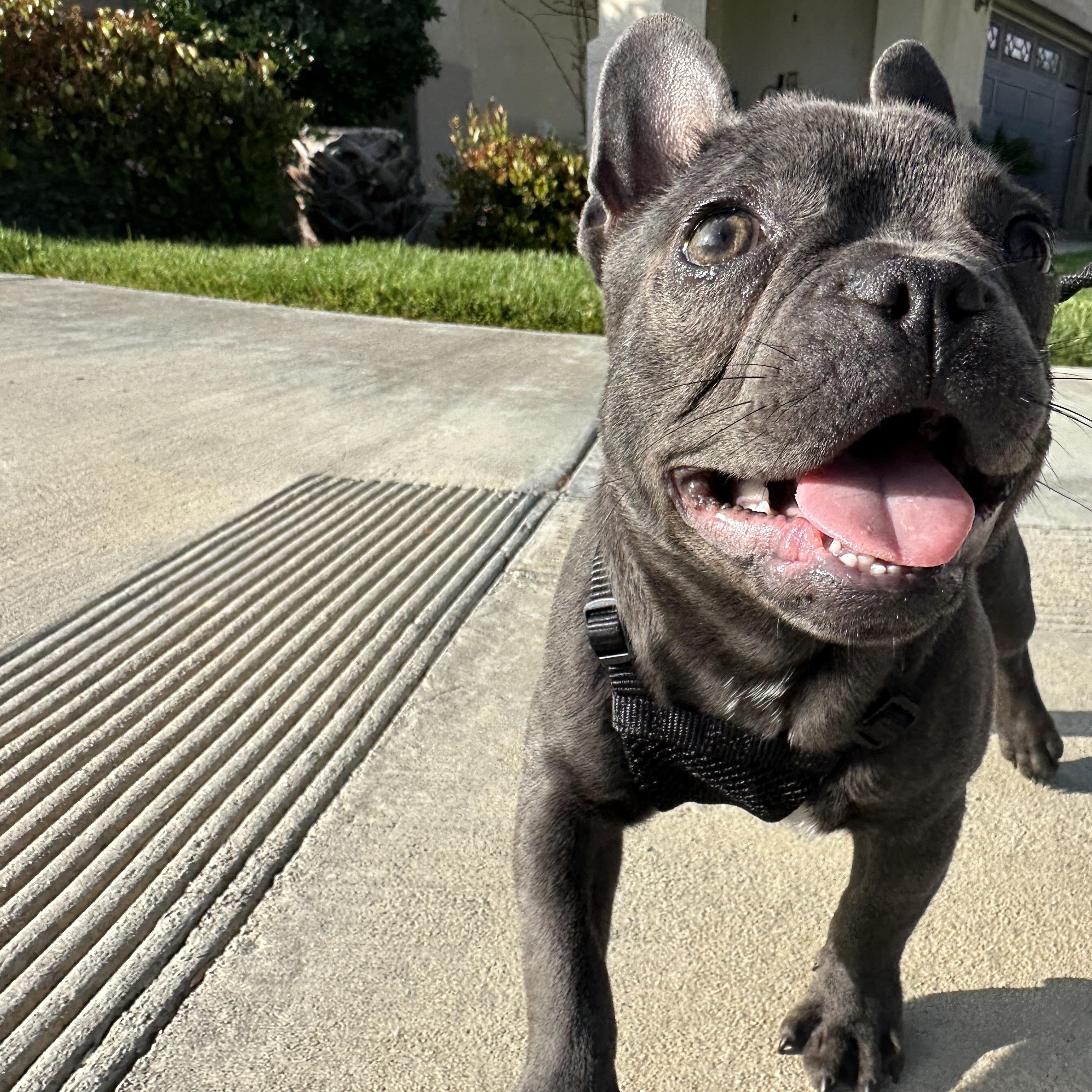 Enlarge Gus, a Adopted French Bulldog in Simi Valley, CA image 3/3