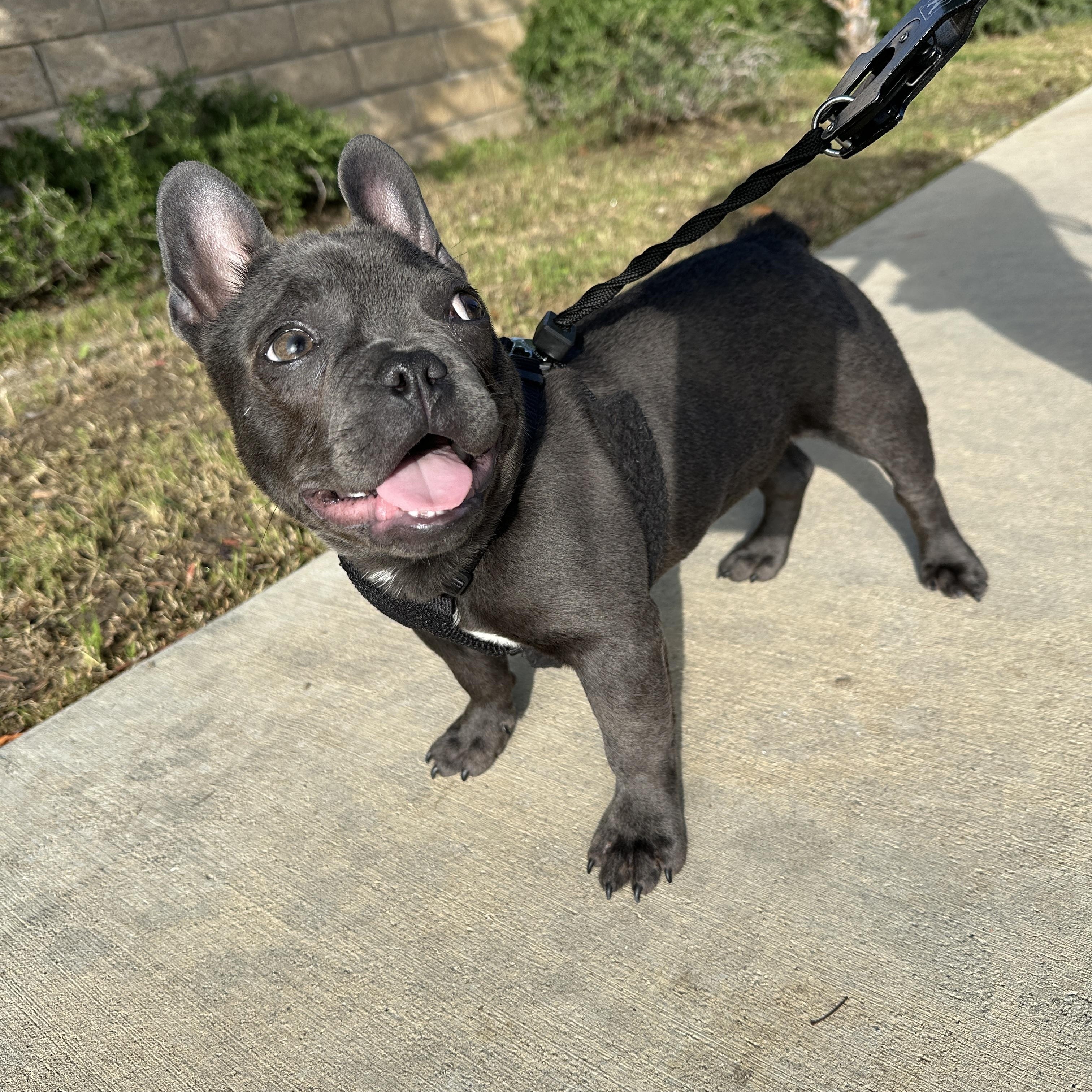 Enlarge Gus, a Adopted French Bulldog in Simi Valley, CA image 2/3
