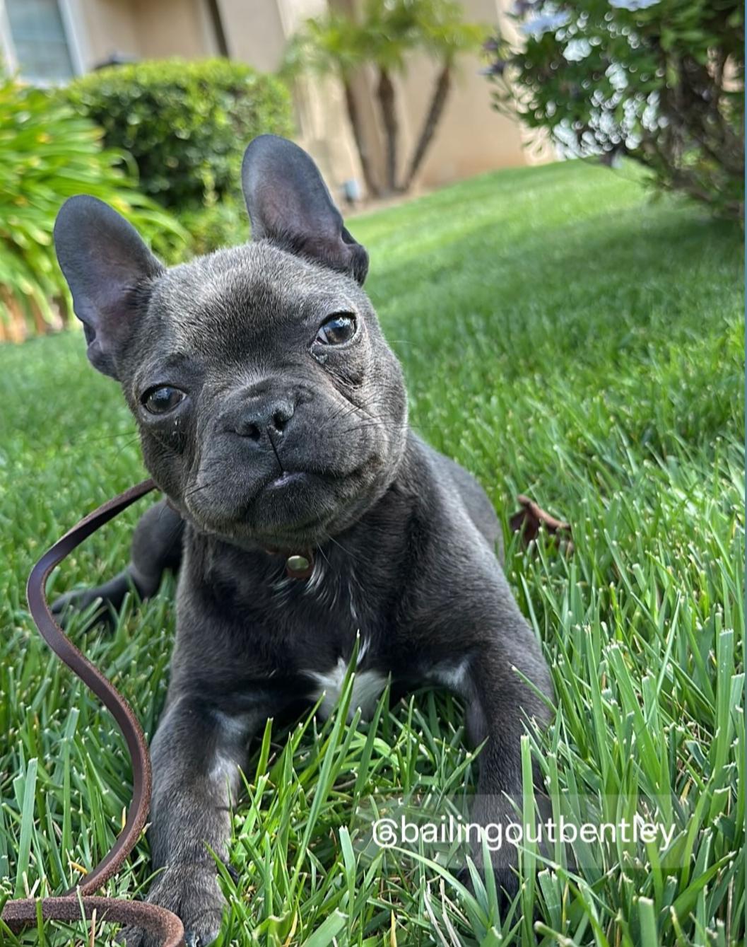 Enlarge Gus, a Adopted French Bulldog in Simi Valley, CA image 1/3