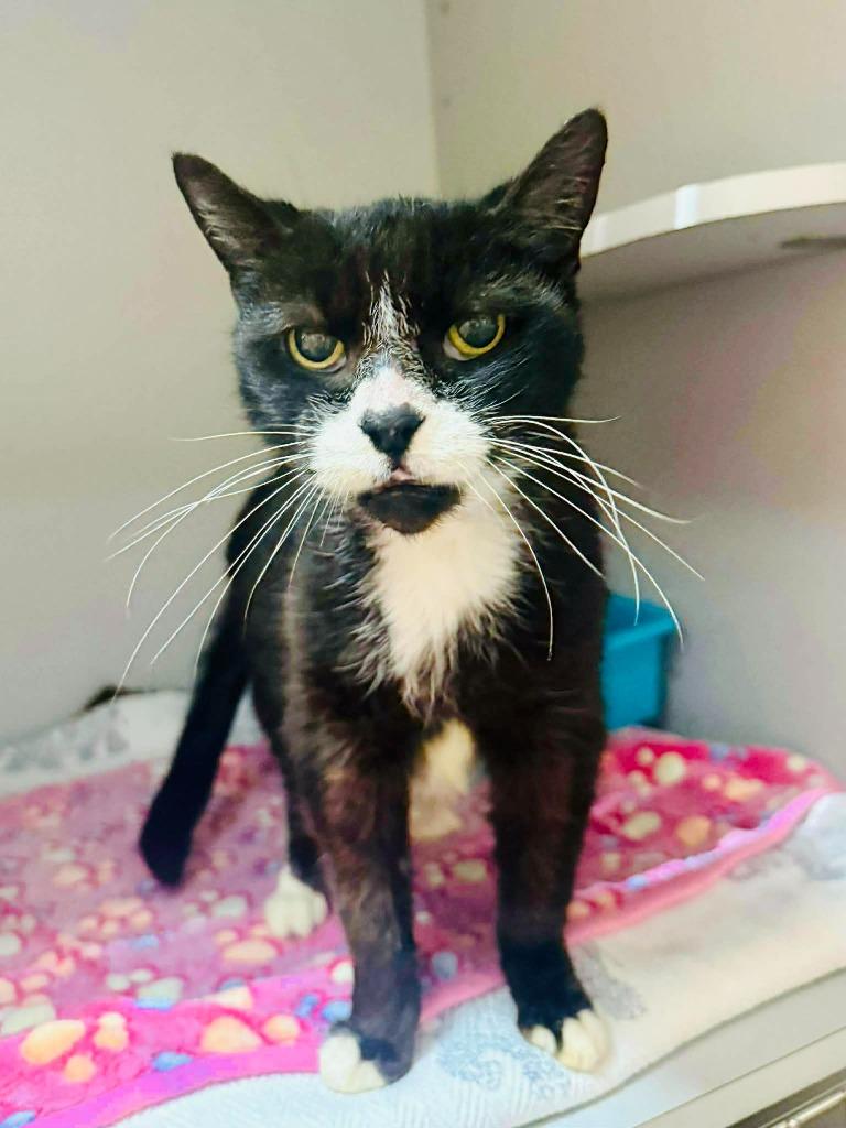 Enlarge Sugar Cookie, a Adoptable mixed breed in Sebastian, FL image 1/6