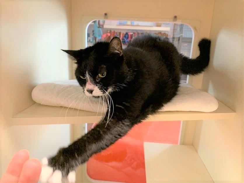 Enlarge Sugar Cookie, a Adoptable mixed breed in Sebastian, FL image 2/6