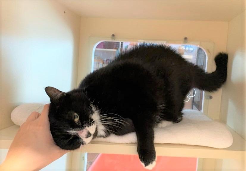 Enlarge Sugar Cookie, a Adoptable mixed breed in Sebastian, FL image 4/6