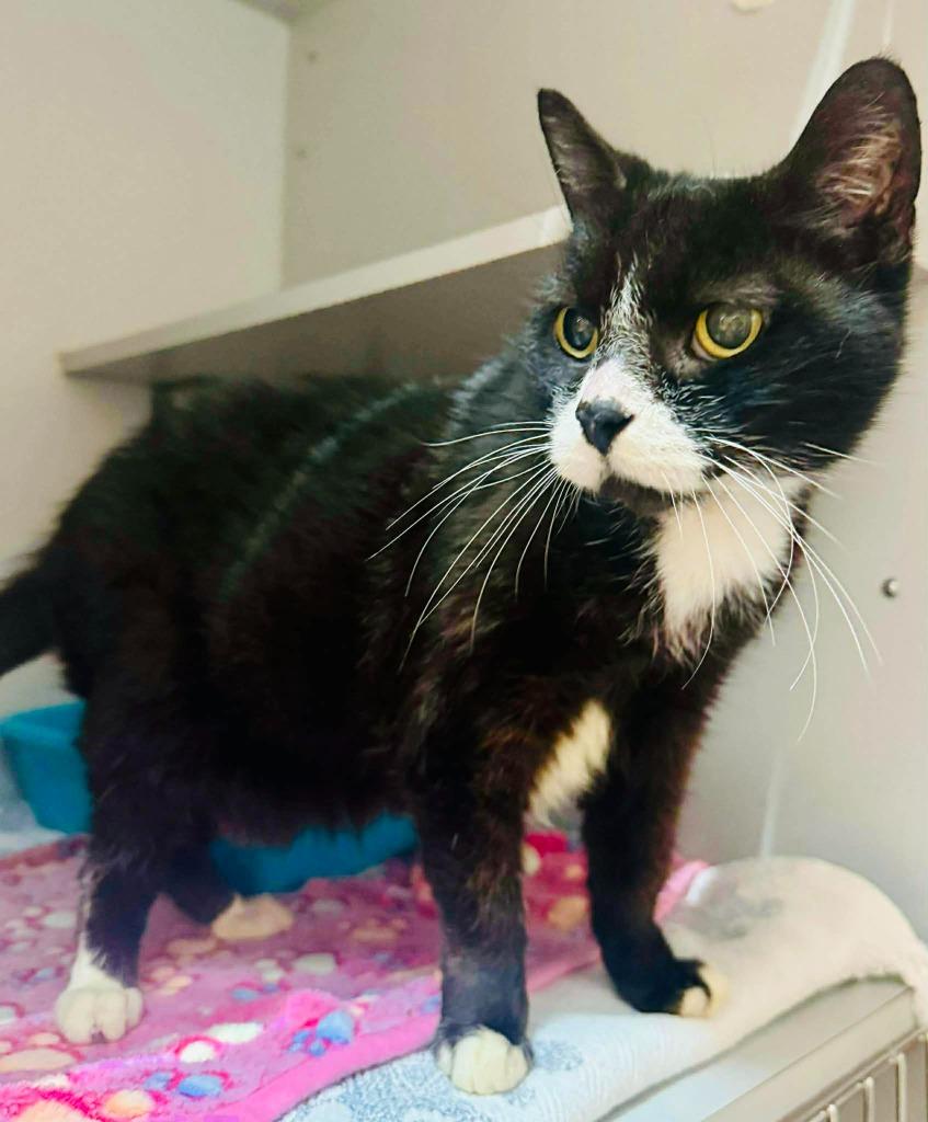 Enlarge Sugar Cookie, a Adoptable mixed breed in Sebastian, FL image 5/6