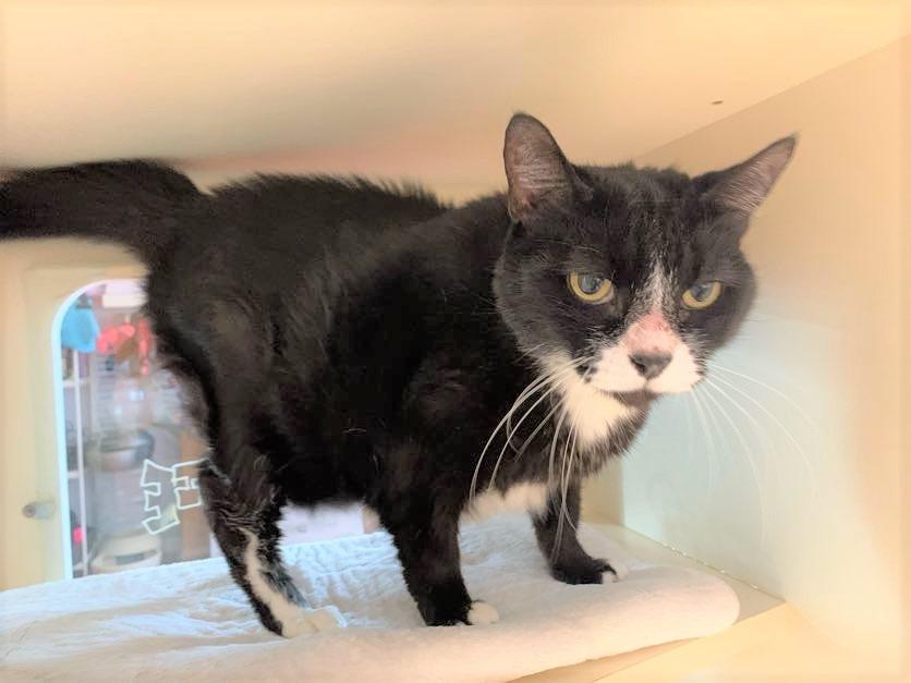 Enlarge Sugar Cookie, a Adoptable mixed breed in Sebastian, FL image 6/6