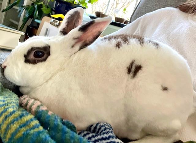 Evee & Edwin, Adoptable, Adult Female Bunny Rabbit.