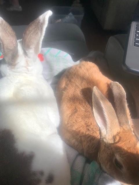 Enlarge Evee & Edwin, a Adoptable mixed breed in Utica, NY image 4/4