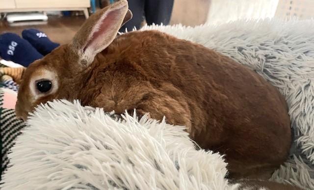 Enlarge Evee & Edwin, a Adoptable mixed breed in Utica, NY image 3/4