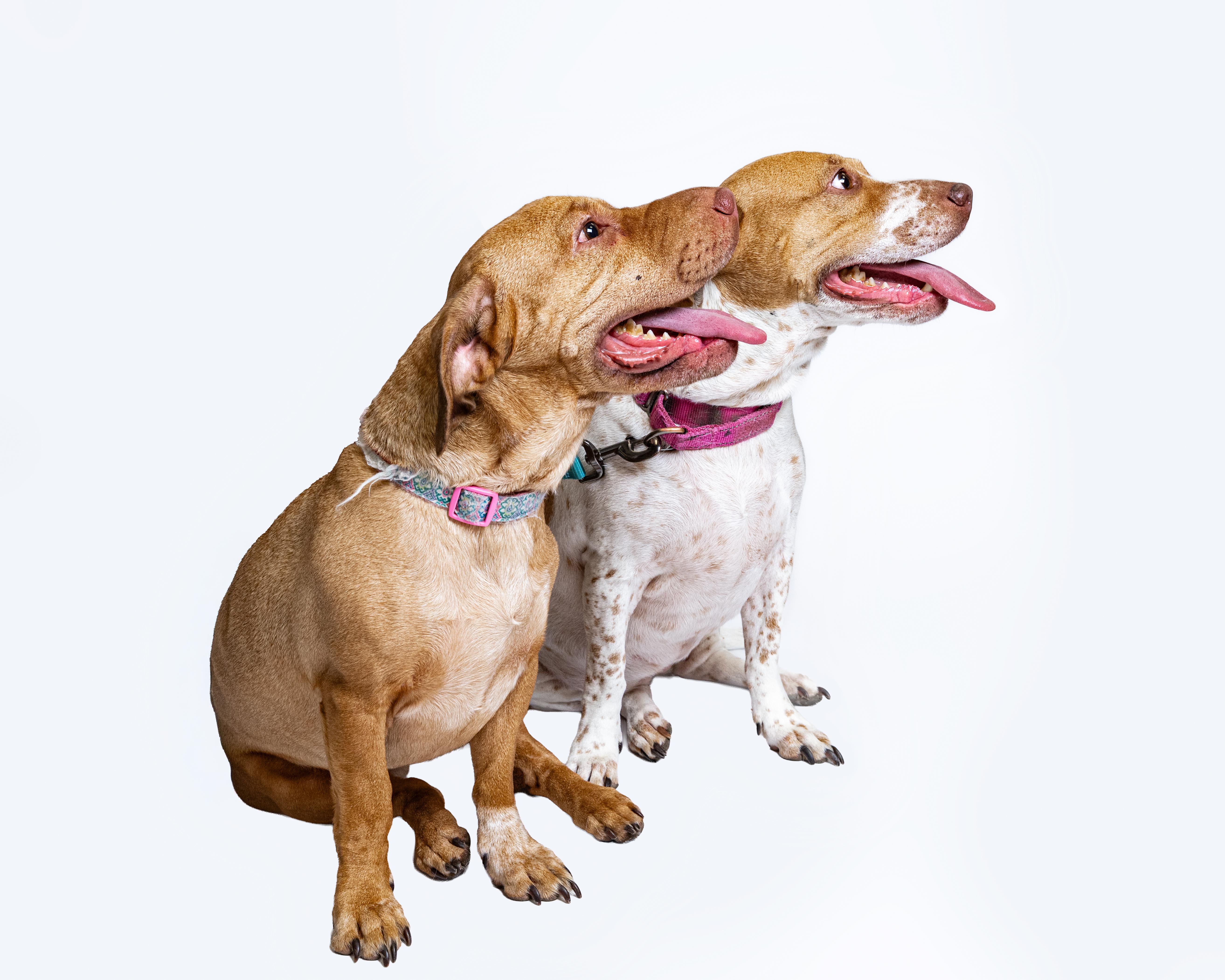 Aubrey & Carolina (Bonded Pair), a Adoptable mixed breed in Itasca, IL image 2/6