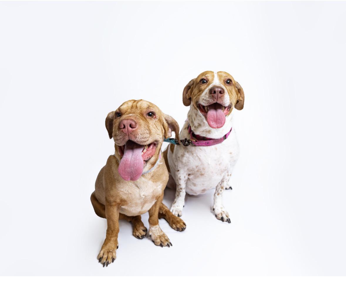 Aubrey & Carolina (Bonded Pair), a Adoptable mixed breed in Itasca, IL image 1/6