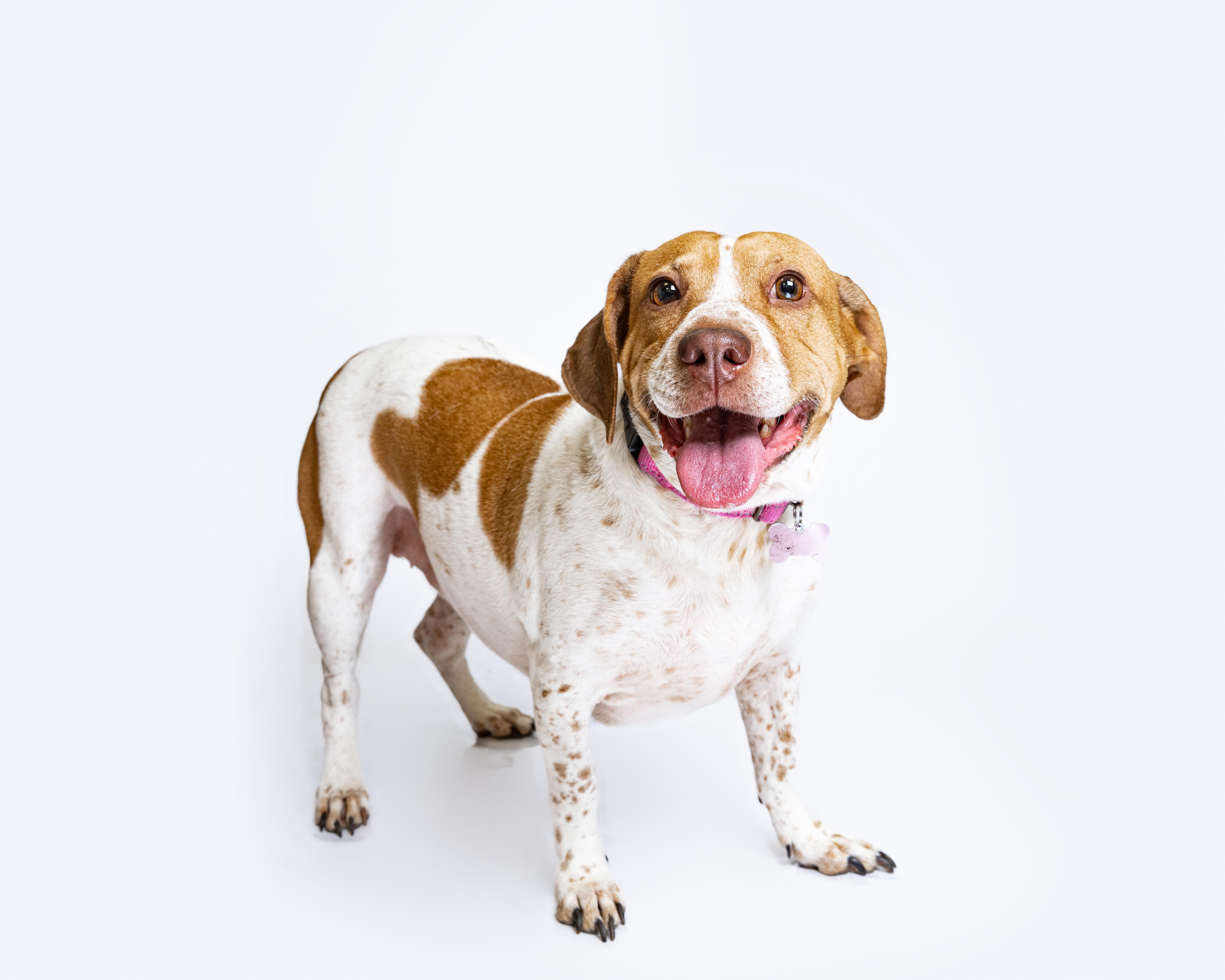 Aubrey & Carolina (Bonded Pair), a Adoptable mixed breed in Itasca, IL image 3/6