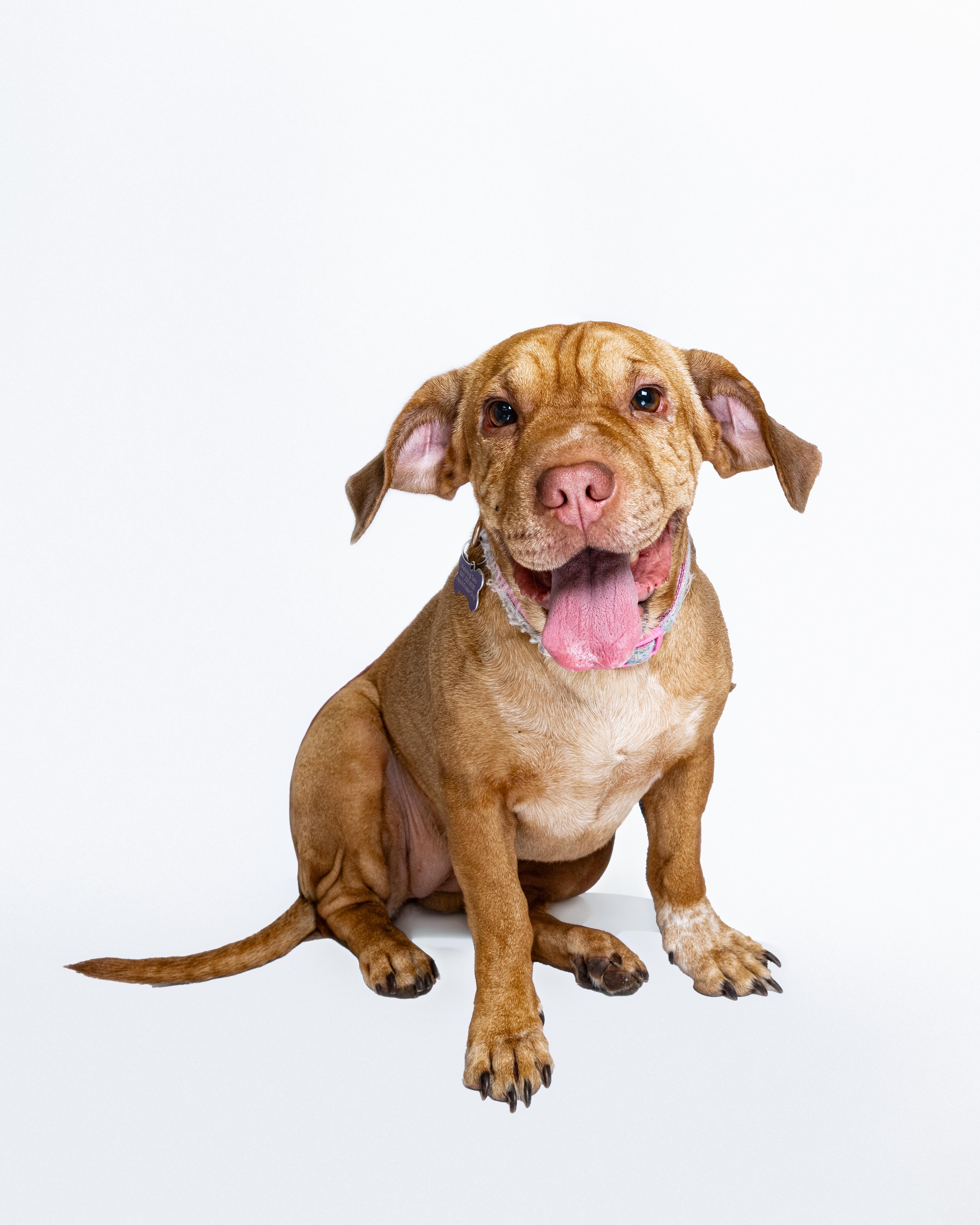Aubrey & Carolina (Bonded Pair), a Adoptable mixed breed in Itasca, IL image 4/6