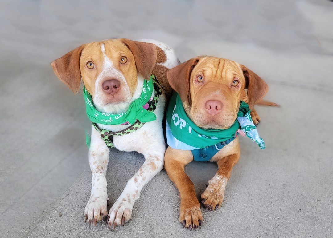 Aubrey & Carolina (Bonded Pair), a Adoptable mixed breed in Itasca, IL image 6/6
