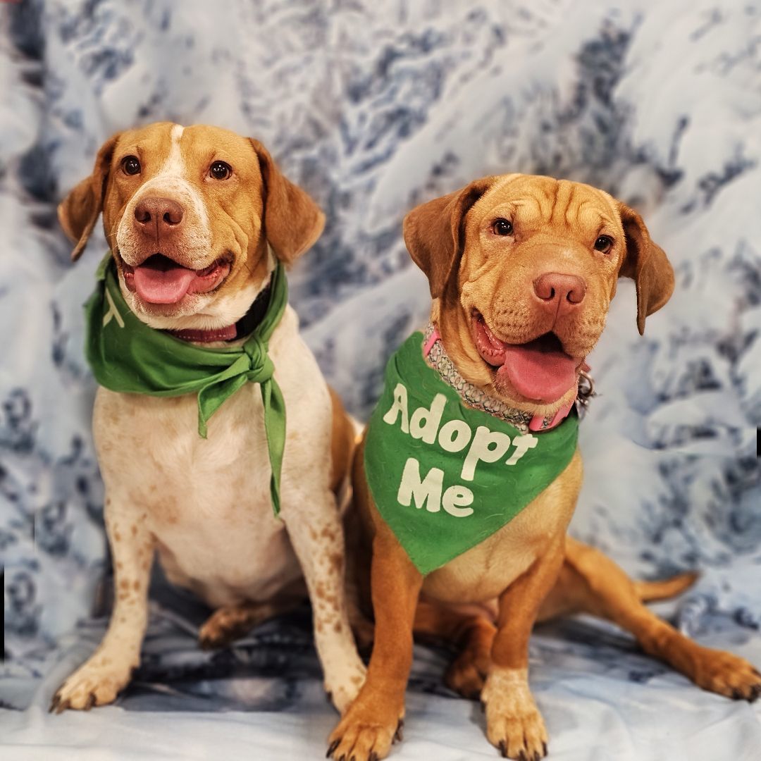 Aubrey & Carolina (Bonded Pair), a Adoptable mixed breed in Itasca, IL image 5/6