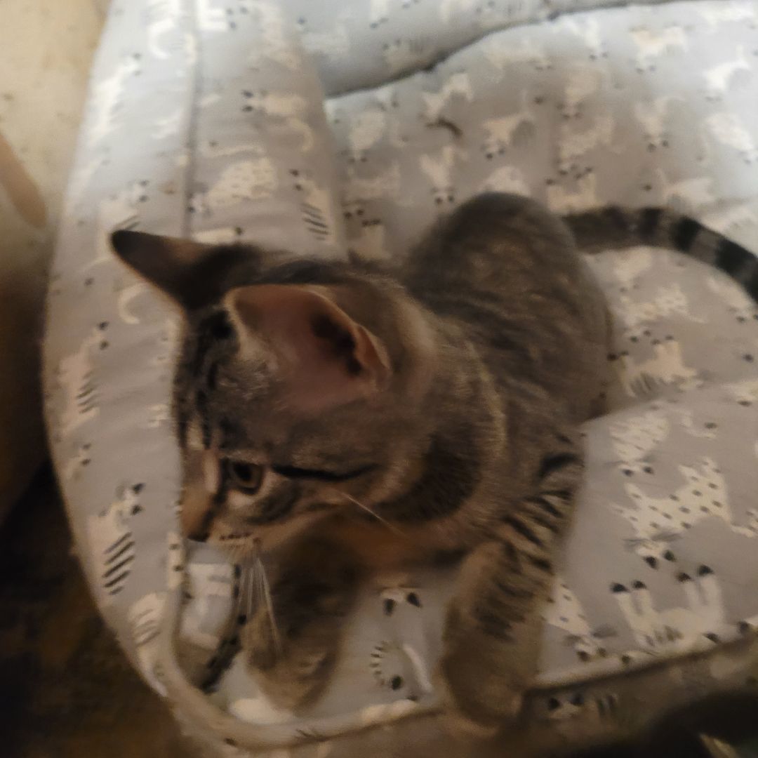Tigger? (Why was I named that? You can change it), Adopted, Kitten Male Domestic Short Hair.