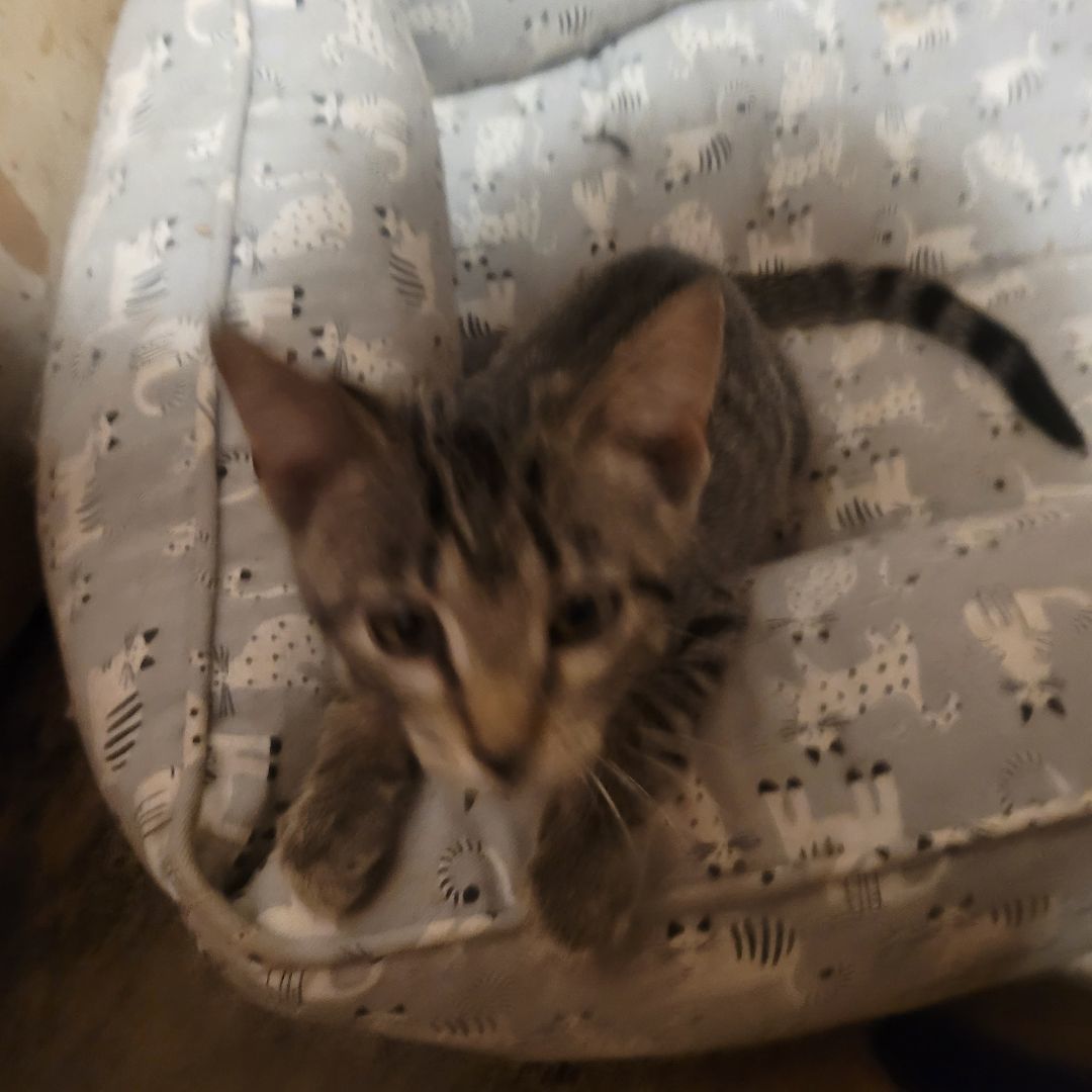 Enlarge Tigger? (Why was I named that? You can change it), a Adopted Domestic Short Hair in Oak Lawn, IL image 2/3