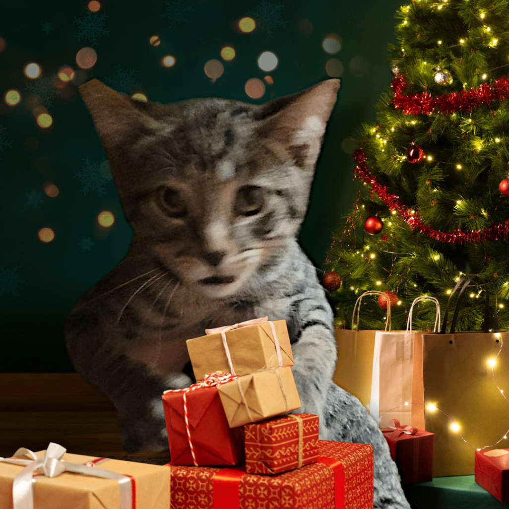 Enlarge Tigger? (Why was I named that? You can change it), a Adopted Domestic Short Hair in Oak Lawn, IL image 3/3