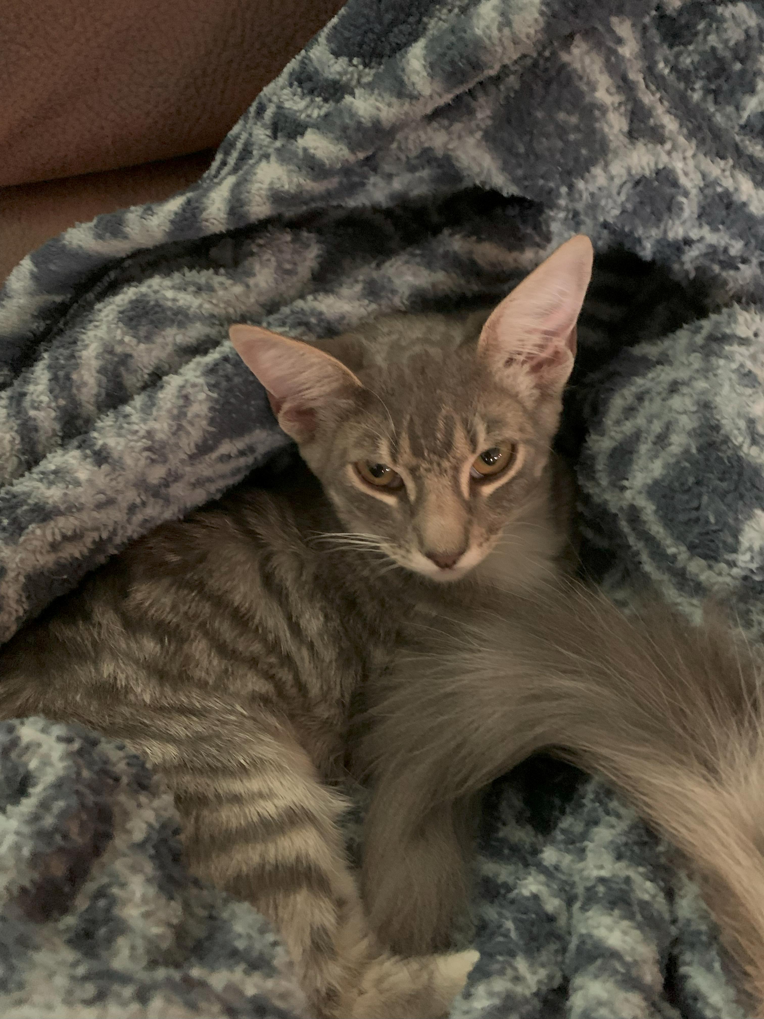 Enlarge Espresso, a Adoptable Domestic Short Hair in Fresno, CA image 1/2