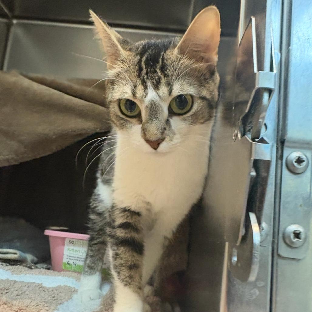 Easter Basket, Adoptable, Adult Female Domestic Short Hair.
