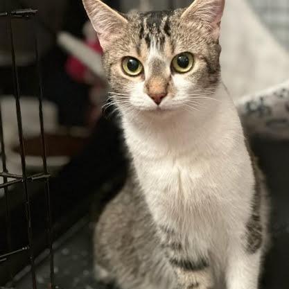 Enlarge Easter Basket, a Adoptable Domestic Short Hair in Charlottesville, VA image 2/6