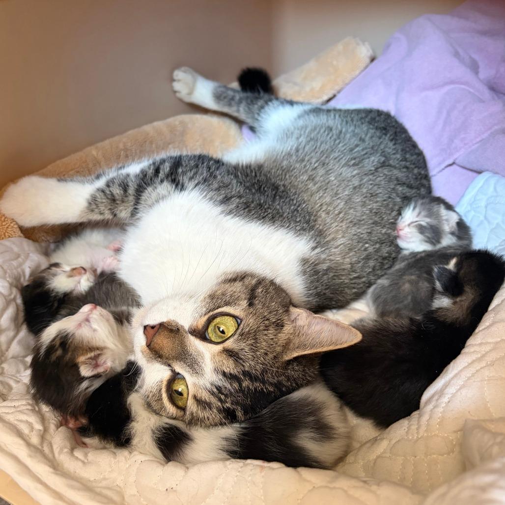 Enlarge Easter Basket, a Adoptable Domestic Short Hair in Charlottesville, VA image 3/6