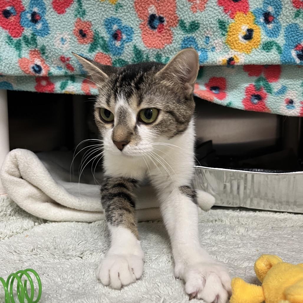 Enlarge Easter Basket, a Adoptable Domestic Short Hair in Charlottesville, VA image 5/6