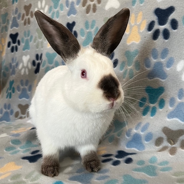 Jameson, Adoptable, Young Male Californian & American.