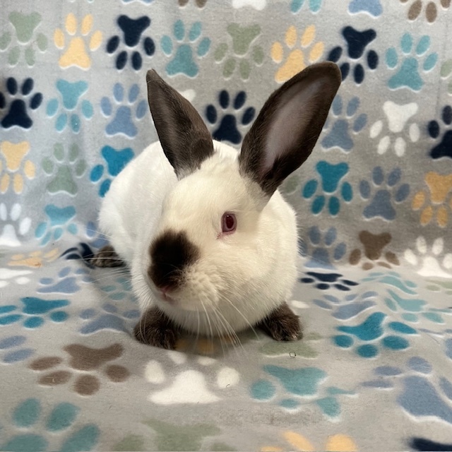 Jameson, Adoptable, Young Male Californian & American.