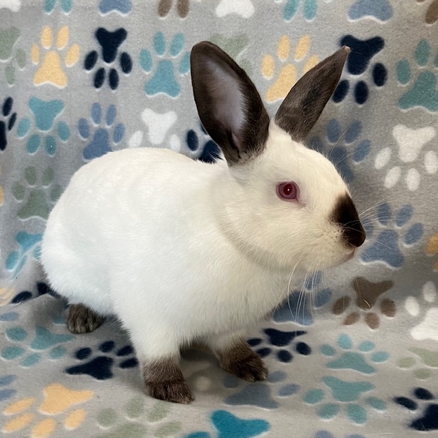 Enlarge Jameson, a Adoptable mixed breed in Erie, PA image 4/5