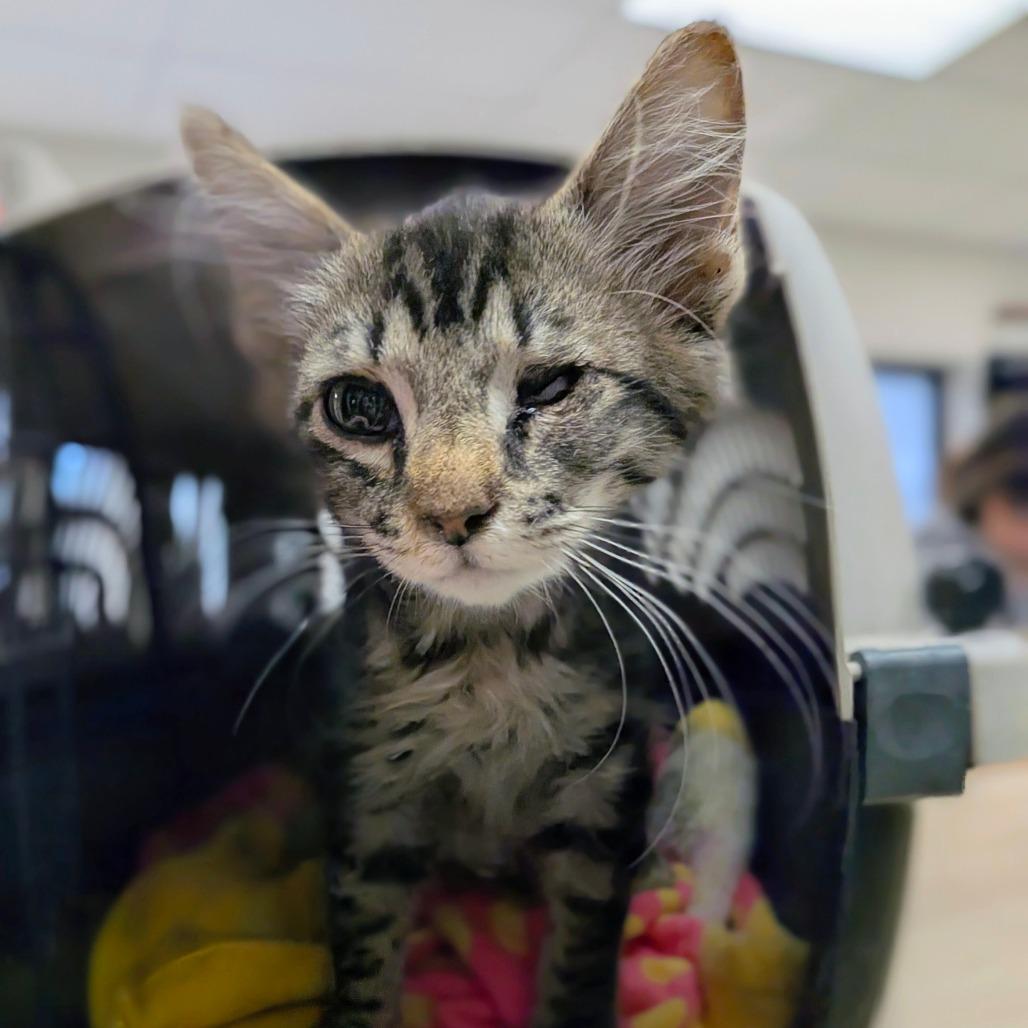 Alli, Adoptable, Kitten Female Domestic Short Hair.