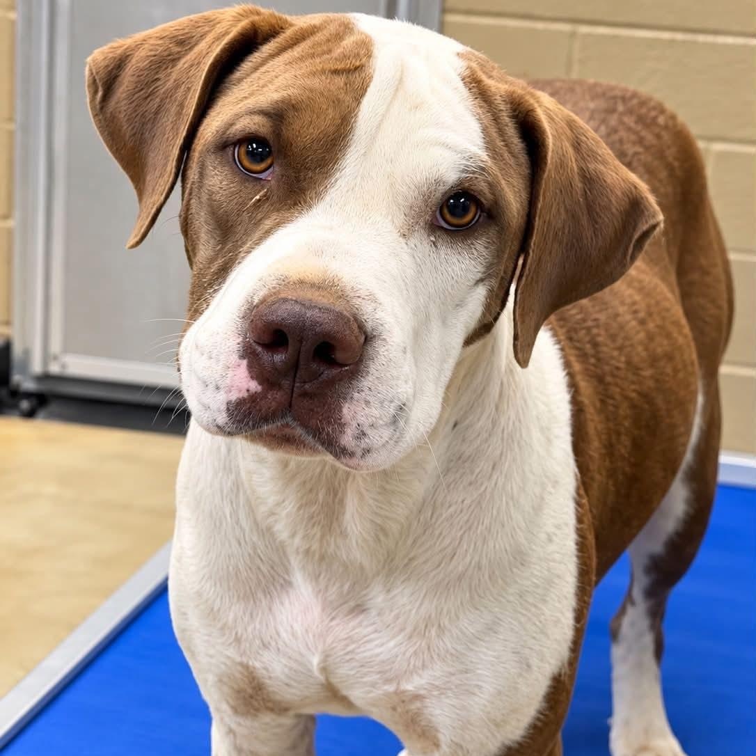 Enlarge Ariel, a Adoptable mixed breed in Palm Bay, FL image 4/6
