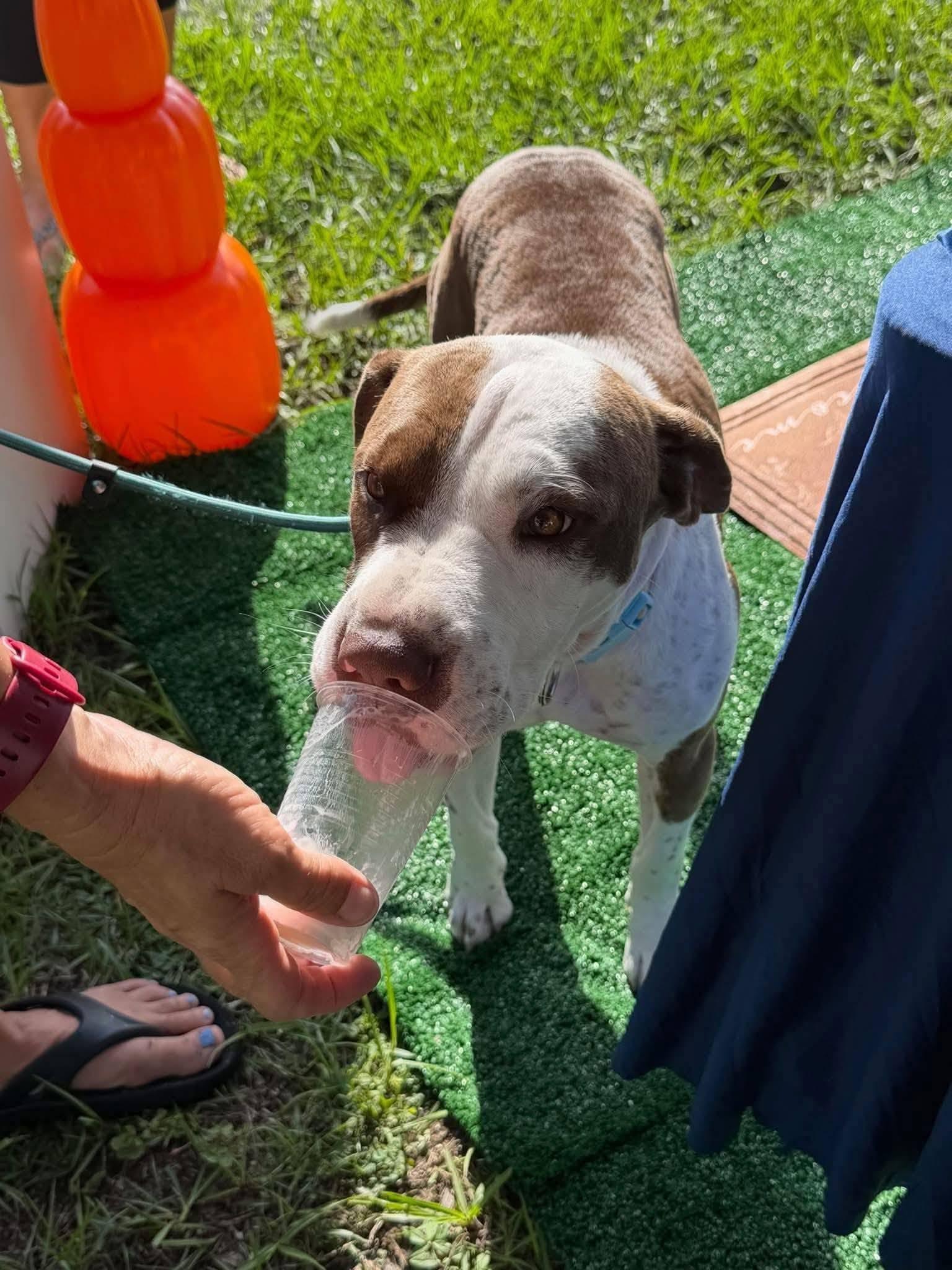 Enlarge Ariel, a Adoptable mixed breed in Palm Bay, FL image 6/6
