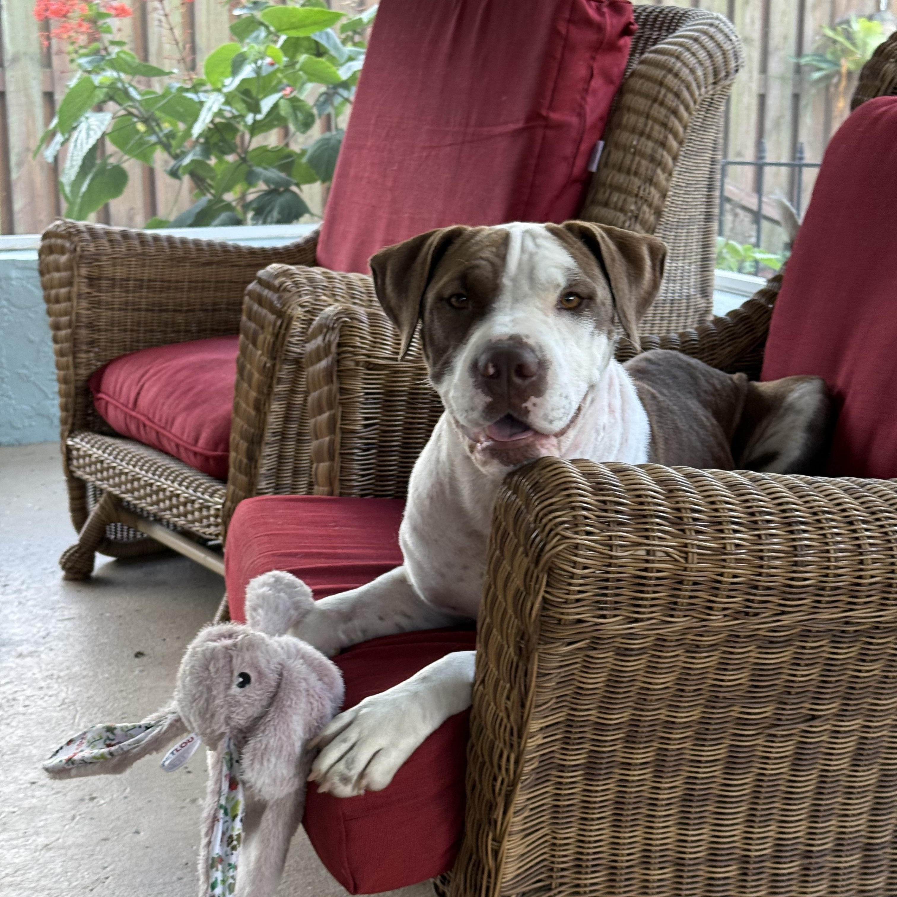 Enlarge Ariel, a Adoptable mixed breed in Palm Bay, FL image 3/6
