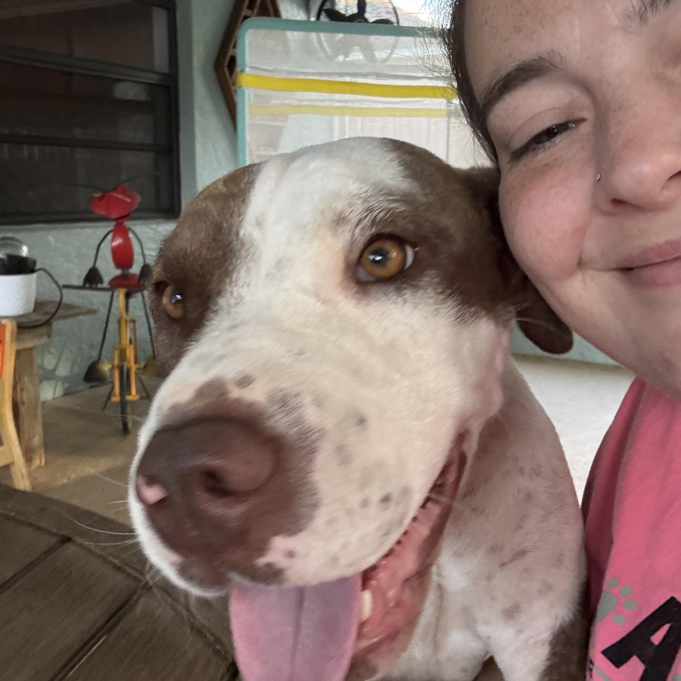 Enlarge Ariel, a Adoptable mixed breed in Palm Bay, FL image 5/6