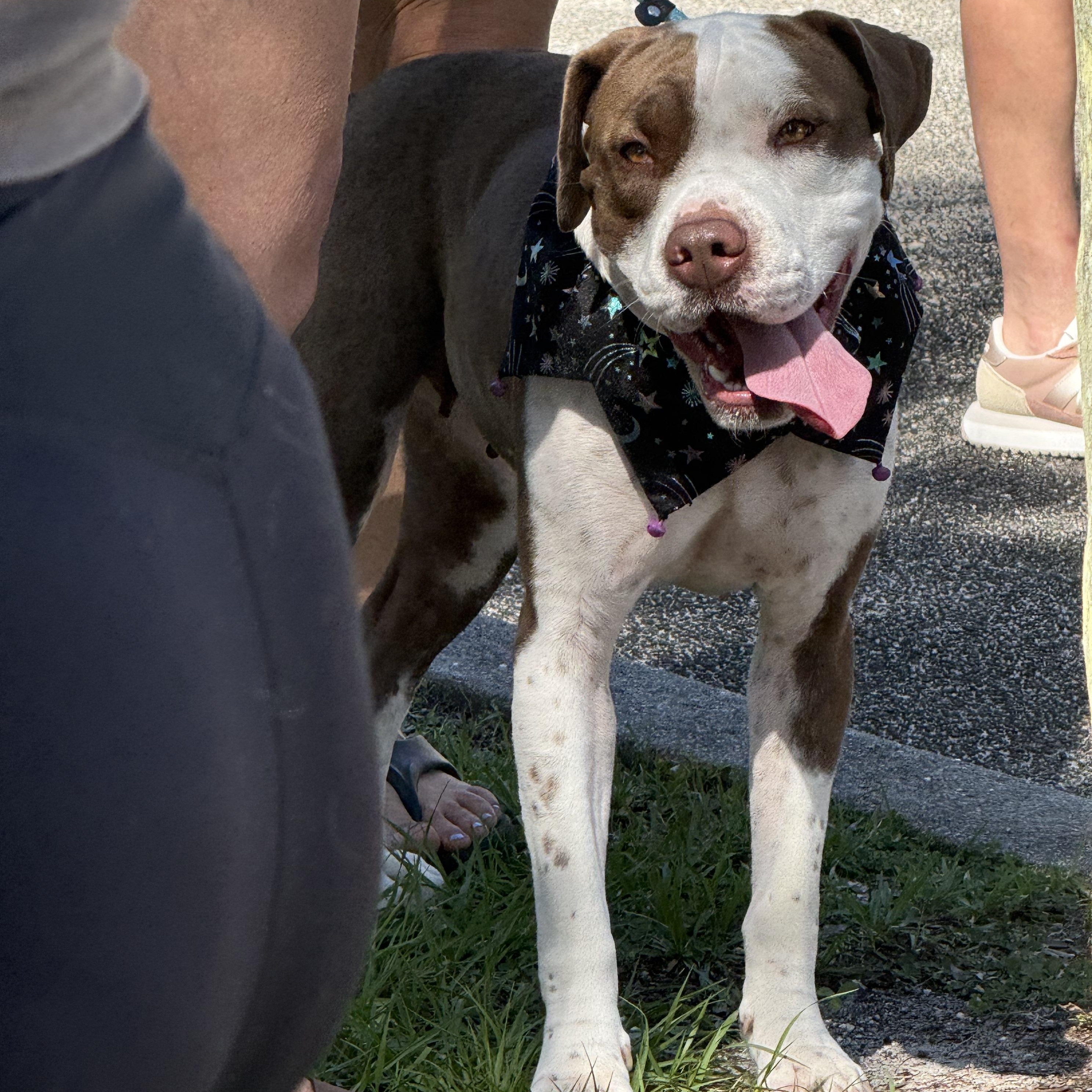 Enlarge Ariel, a Adoptable mixed breed in Palm Bay, FL image 2/6