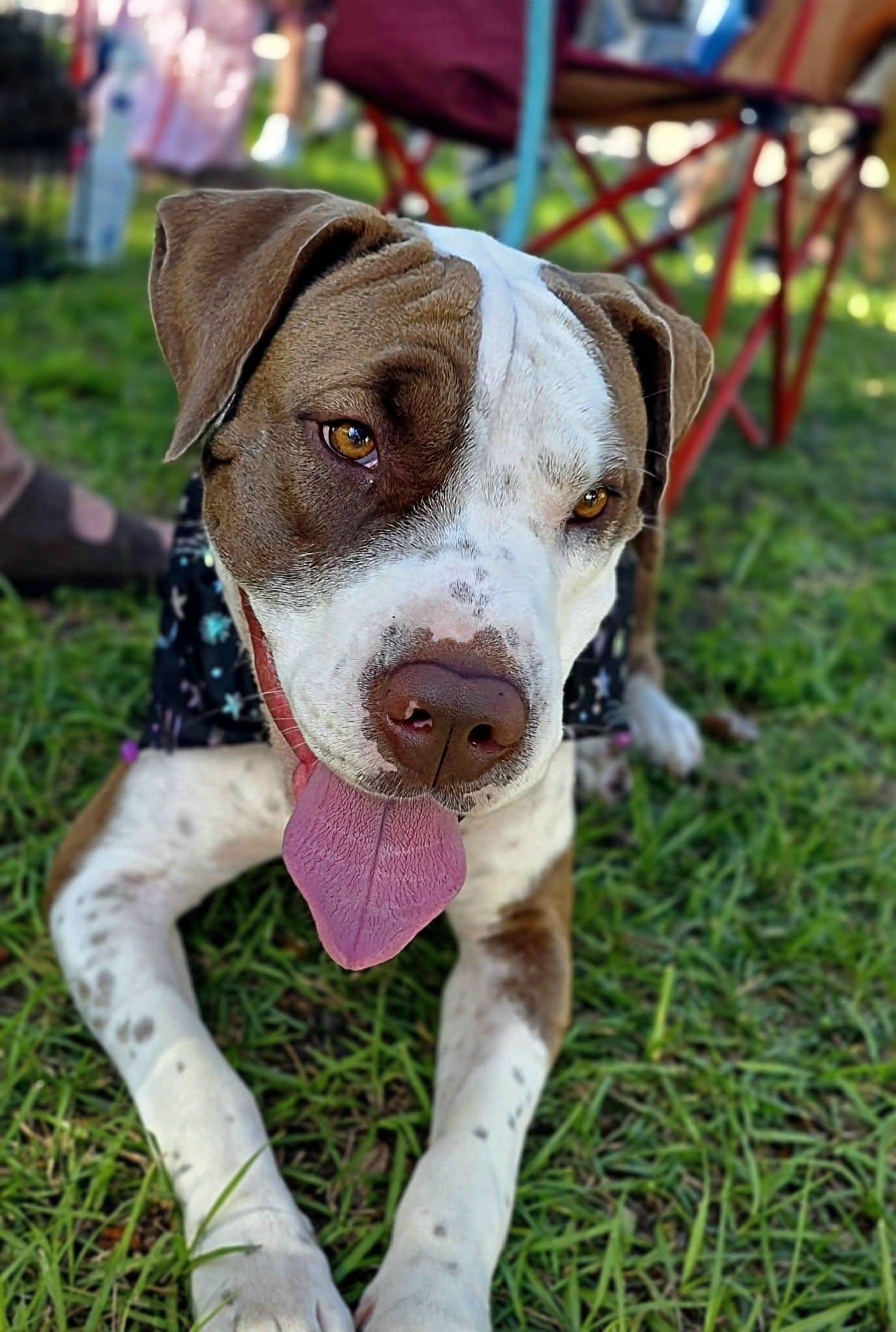 Enlarge Ariel, a Adoptable mixed breed in Palm Bay, FL image 1/6