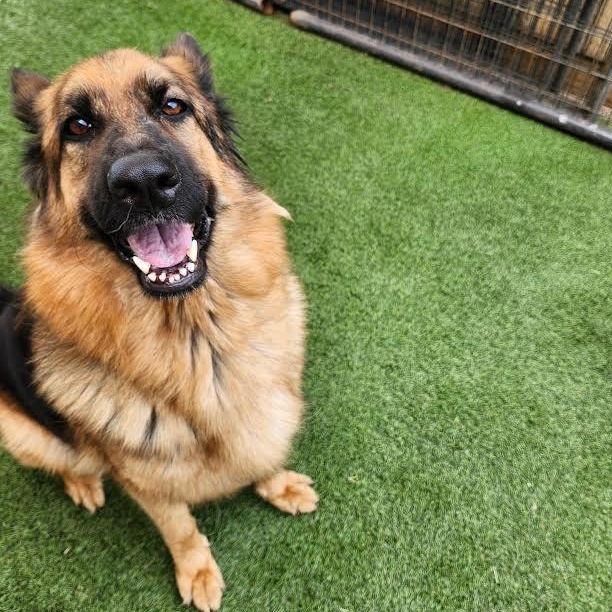 Enlarge Theresa, a Adopted German Shepherd Dog in Hopkinsville, KY image 2/2