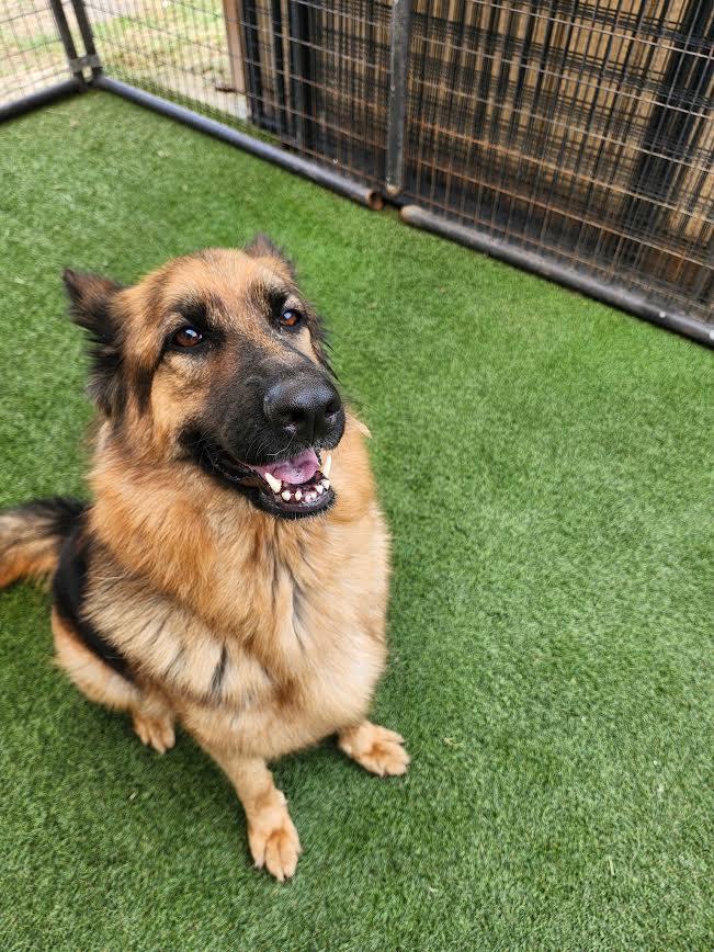 Theresa, Adopted, Young Female German Shepherd Dog.
