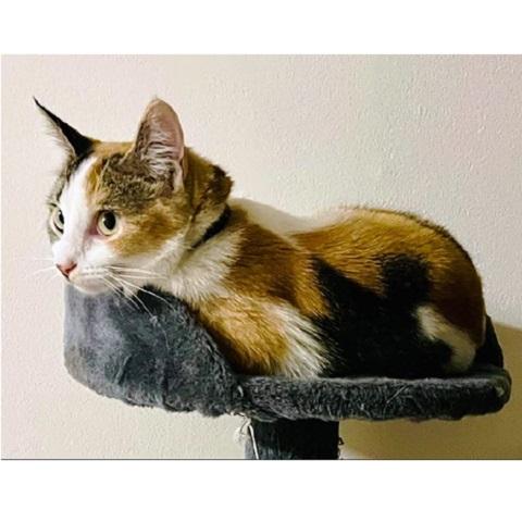 Enlarge Peaches, a ADOPTABLE Calico in Salt Lake City, UT image 1/2