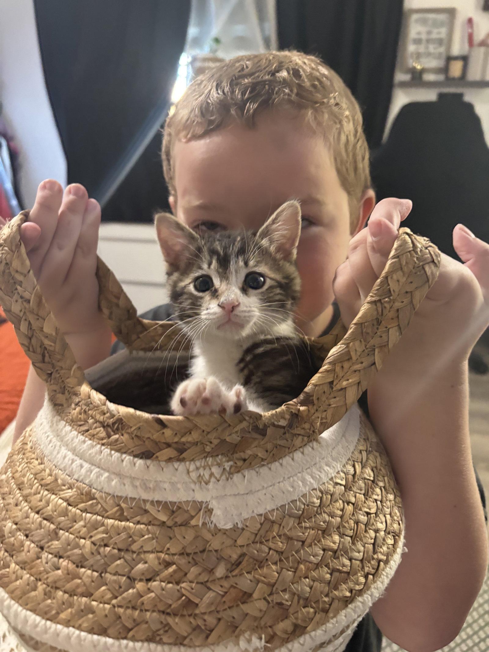 Cosmo (Napa Petco), a Adopted Tabby in Vacaville, CA image 1/3