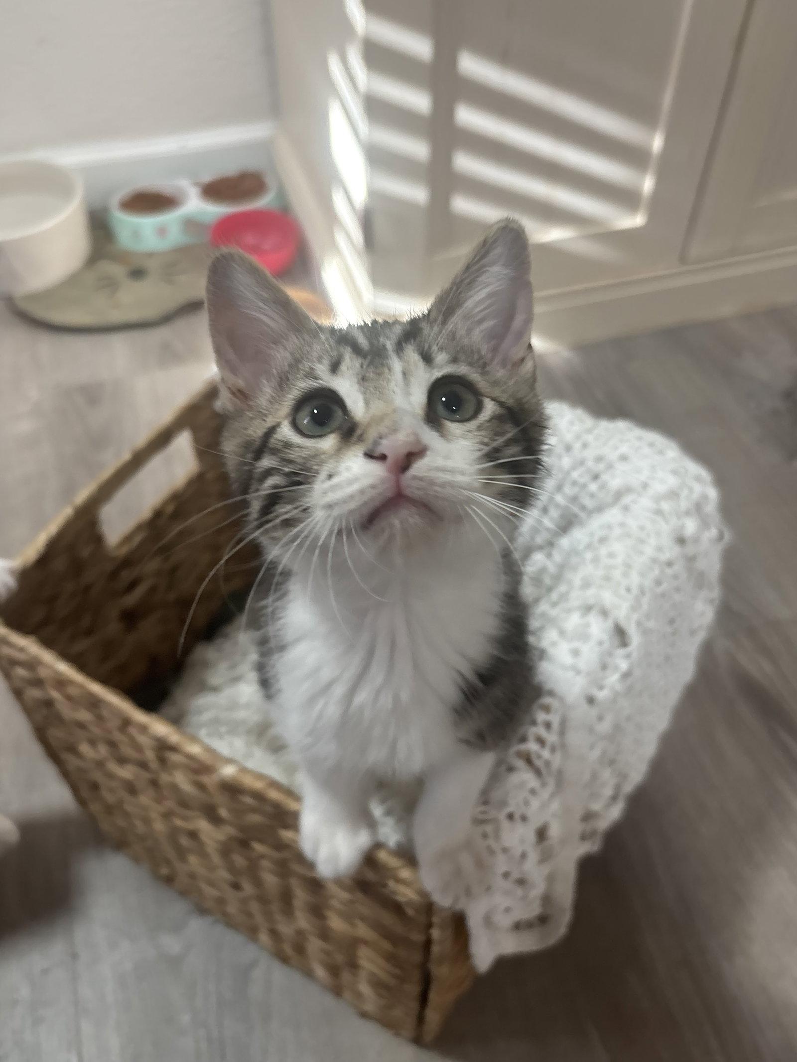 Cosmo (Napa Petco), a Adopted Tabby in Vacaville, CA image 2/3