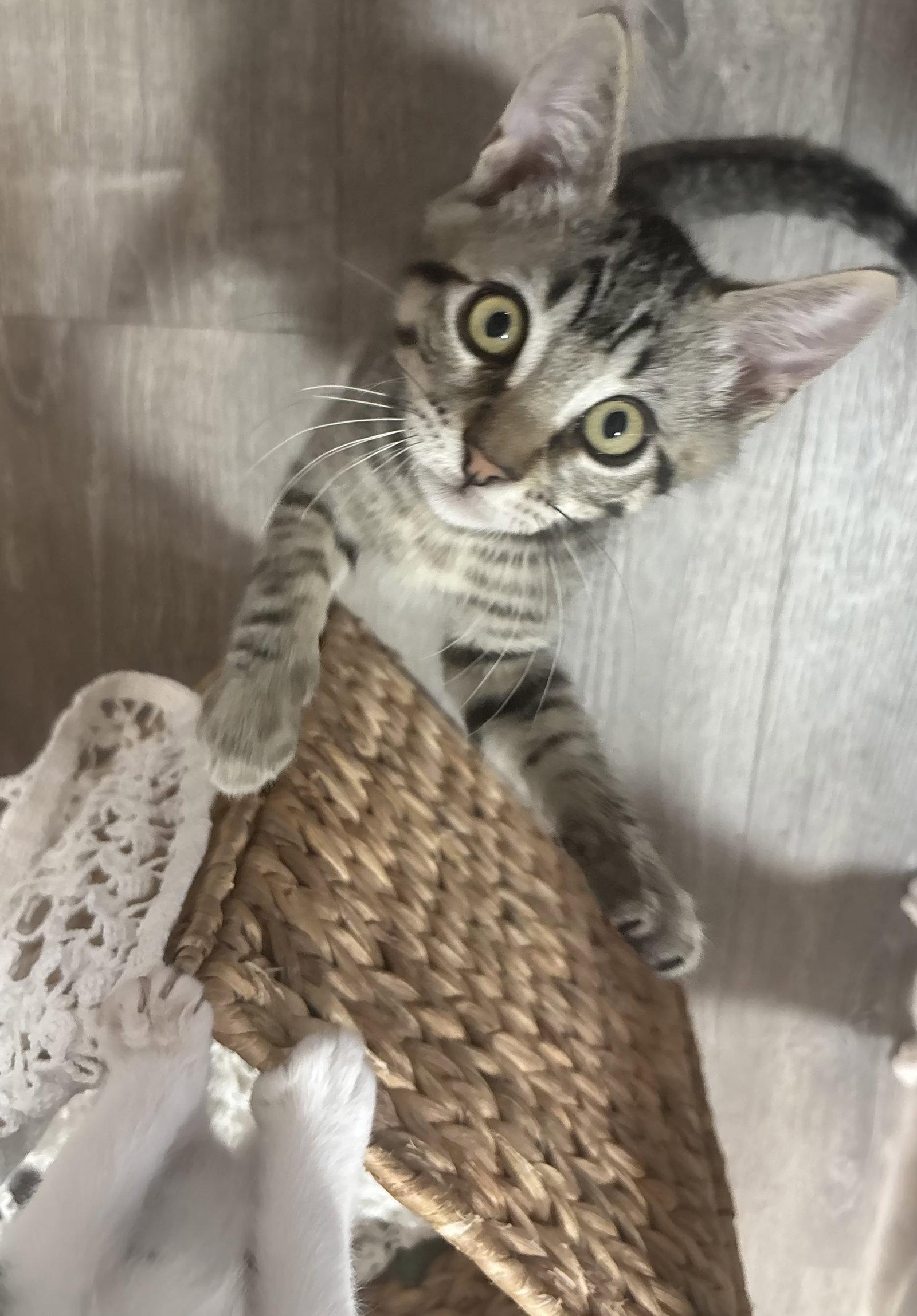 Cosmo (Napa Petco), a Adopted Tabby in Vacaville, CA image 3/3