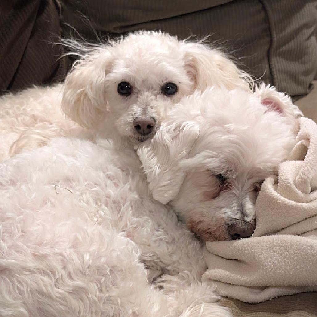 Enlarge McGruff (Bonded w/Amber), a Adoptable Bichon Frise in Crystal, MN image 1/6